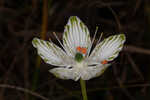 Largeleaf grass of Parnassus